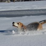 「犬っこまつり」でワンちゃんと雪まつり！ペット可のホテル情報満載！